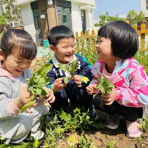 生活即教育  劳动促成长——长清区平安中心幼儿园劳动启蒙教育活动