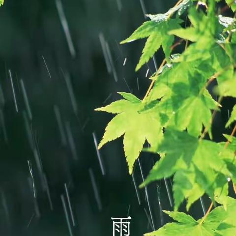 二十四节气——雨水☔️