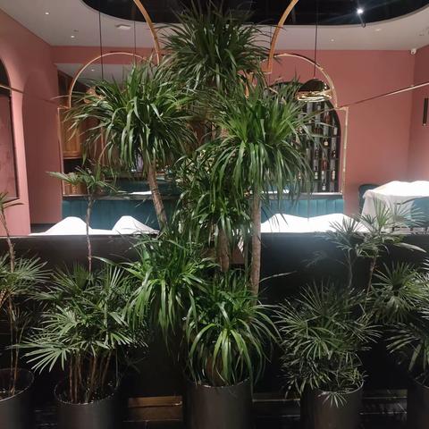 小吊锦鲤龙湖天街店3月28日前厅晚收市检查