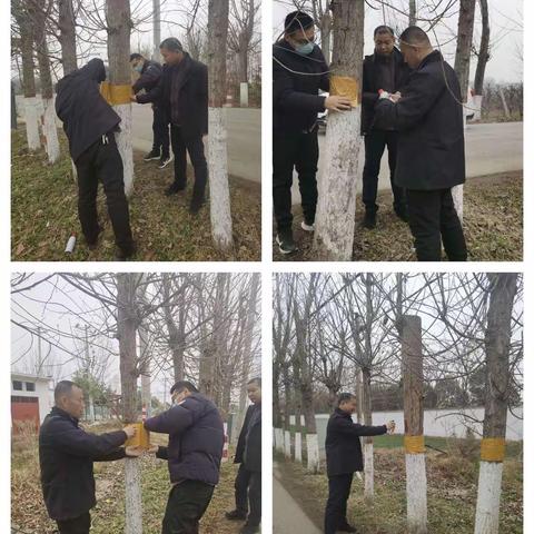 西安市鄠邑区完成2024年草履蚧监测点布设工作