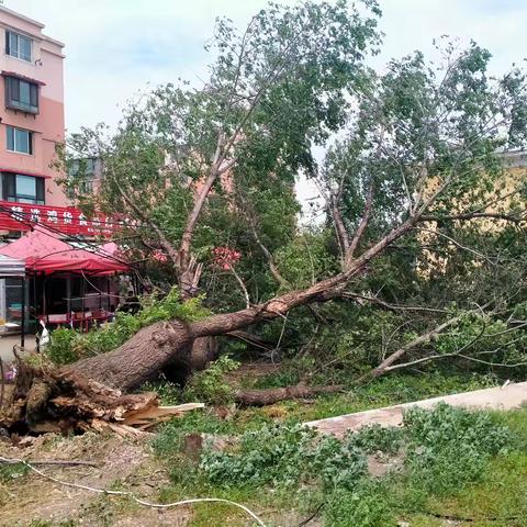 大风致树木倒伏 街道园林迅速处置