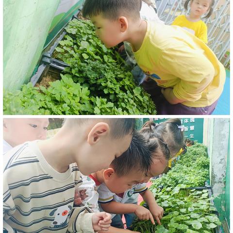 一叶知秋——中二班萤火虫教室