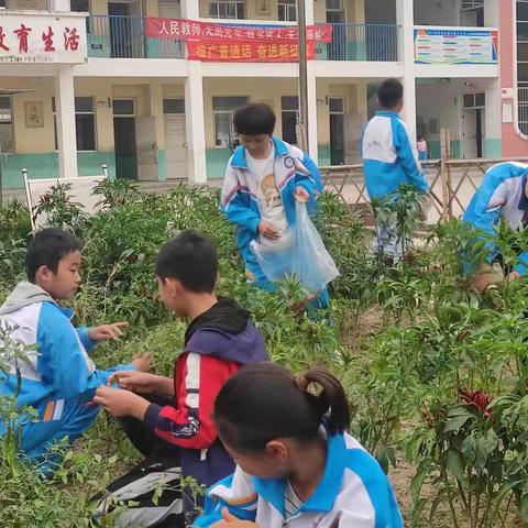 秋高气爽丰收日，辣椒采摘体艰辛 ——王浩屯镇西刘小学劳动实践基地大丰收