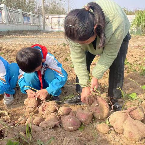 辛勤撒下汗水，深秋收获喜悦——西刘小学劳动实践基地又丰收