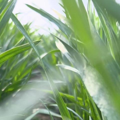 科学施肥促春管 精准施策保丰收