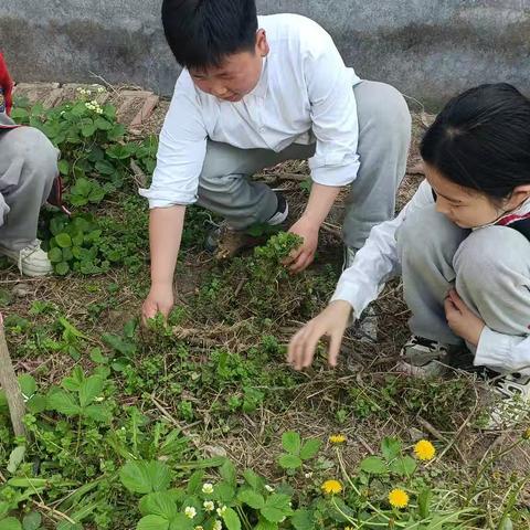 文德小学劳动课纪实：泥土中绽放的成长之花
