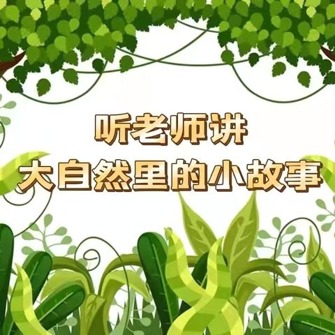 听老师讲大自然里的小故事——《小企鹅找秋天》