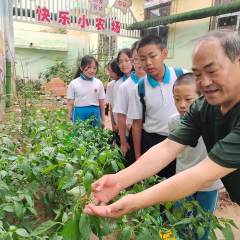 “辣”么可爱   为你“椒”傲             一一红岭湾教育集团校五1班小农场小辣椒研究性学习活动纪实