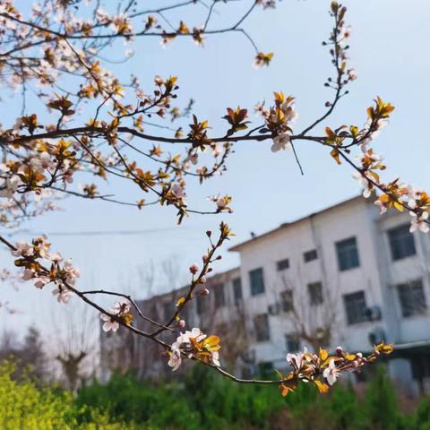 暖心陪餐，共享美好“食”光——东阿县第三中学开展家长陪餐活动