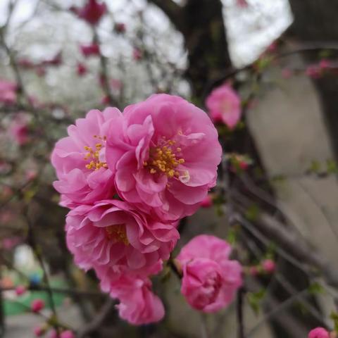 谷雨时节知多少