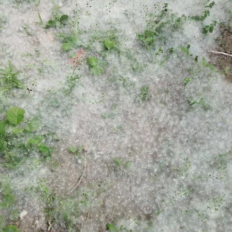 芒山镇磨山小学“防杨棉，预防火灾”的安全教育活动