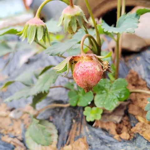 水晶二班🍓第七周🍓周总结