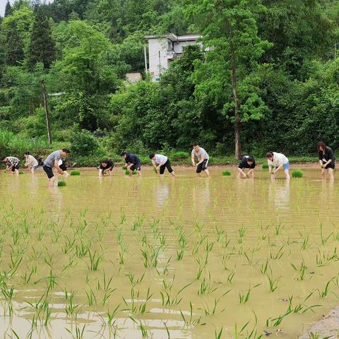 助农插秧   喜迎端午—凤冈县统计局开展工会活动