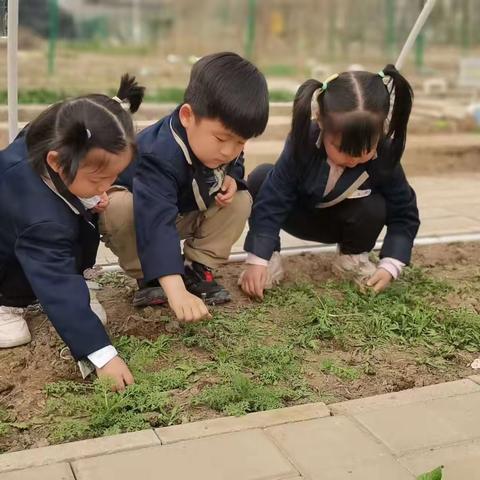 【萌芽小班】《萝卜成长记》—小二班