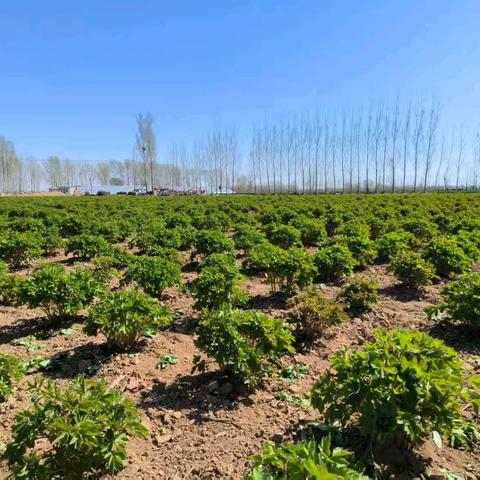 春风有信 花开有期 东明县牡丹芍药迎来生长旺盛期