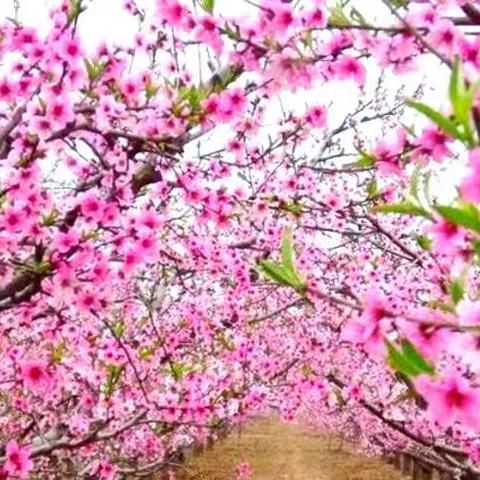 沧源县司岗里幼儿园蒙氏 3 班·《吹画—桃花朵朵开》