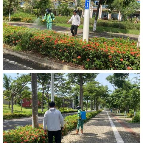 【海口玉禾田园林】7月30日园林部开展基孔肯雅热防疫工作情况