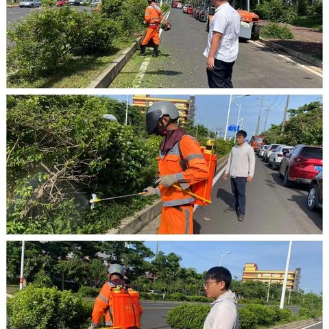 【海口玉禾田园林】7月31日园林部开展基孔肯雅热防疫工作情况