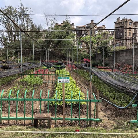 秀英区园林局精耕苗圃建设破解黄土裸露难题 开源节流绘就城市生态底色