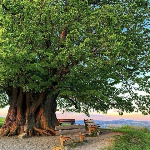 绿野仙踪之大树🌳的腰围