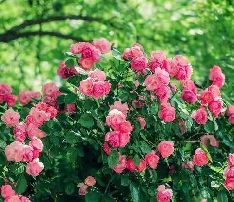 满架蔷薇一院香——五四中队第12~14周