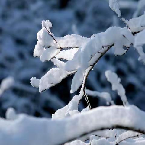 家校合作共战风雪———记博兴县店子镇中心小学积雪清理义务劳动