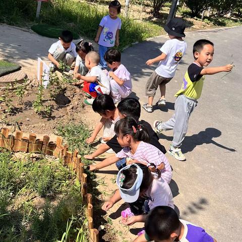 小植物，大用处👏