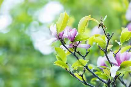 清明时节     健康同行 ——宝丰县博诚幼儿园卫生保健宣传活动