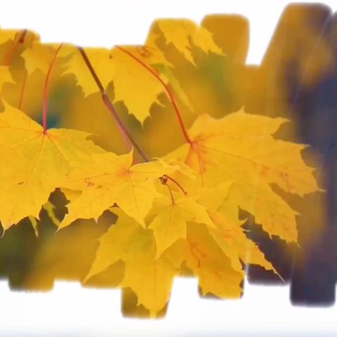 小三班第九周小结✨