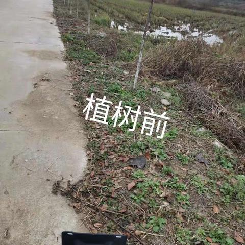 马山村道路绿化