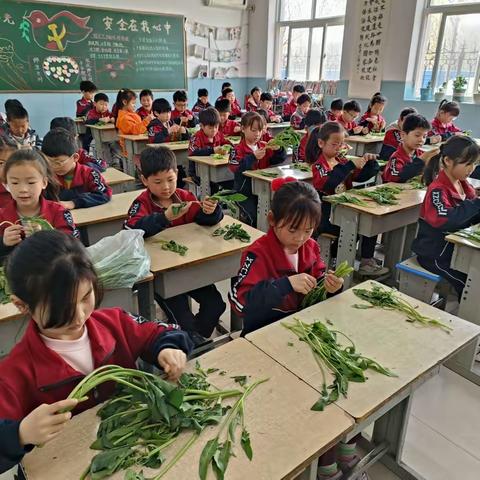 河南疃镇骆庄小学——“争当生活劳动小能手”择菜，洗菜。