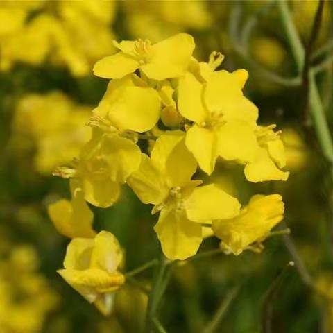 朝阳一班 粘土课《油菜花》