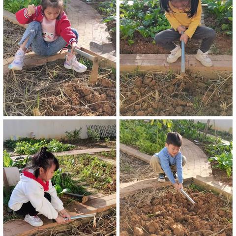 【太阳☀️一班 赵老师】那稻田变身小菜园