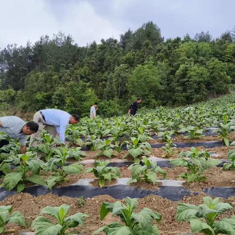 抗旱保苗促增收