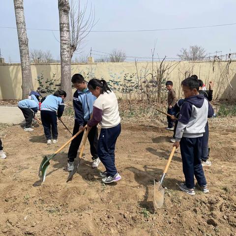 劳动教育正当时，蔬菜种植伴成长——新河小学四、五年级劳动实践基地种植活动