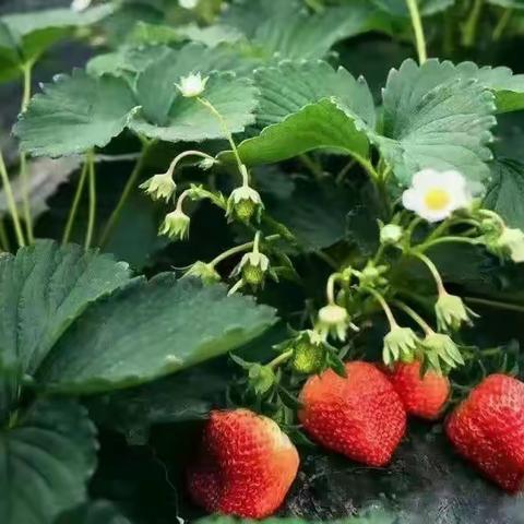 春暖花开🍓莓你不行