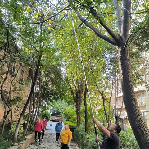 【莲湖环西】修剪树木   美化家园//西仪社区开展树木修剪活动
