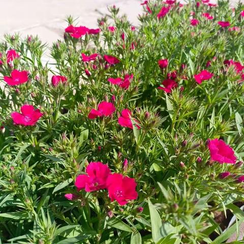 关爷庙村开展六乱六清环境整治