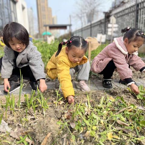 春耕万物 收获美好——中6班春季种植活动