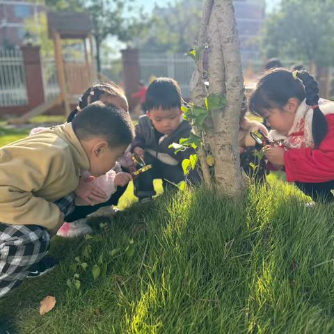 实幼·节气｜时逢霜降至，童趣满深秋———小班组霜降节气活动