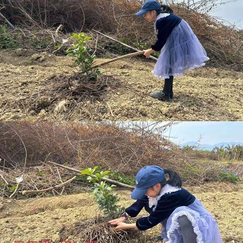 312植树节——课文《邓小平爷爷植树》实践活动作业