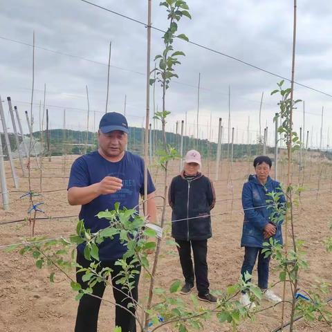 【美丽南大门 幸福新柳林】柳林镇吴枣园村秋树塔小组新建矮化密植果园管理技能培训