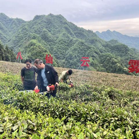 匠心茶人