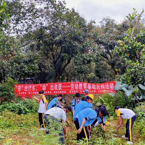 “劳”出汗水 ，“动”出收获——红丰镇中心小学开展校外劳动实践活动