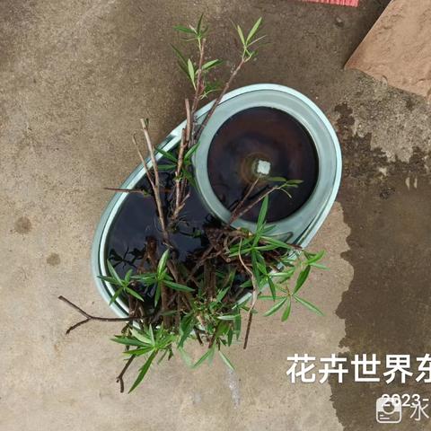 2023年8月14日海南昱科在凤翔街道五岳村委会花卉世界病媒生物防制消杀的工作情况