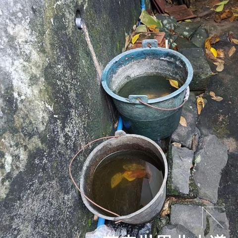 2023年8月16日海南昱科在凤翔街道五岳村委会花卉世界病媒生物防制消杀的工作情况