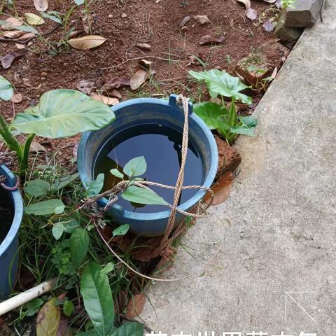 2023年8月17日海南昱科在凤翔街道五岳村委会花卉世界病媒生物防制消杀的工作情况