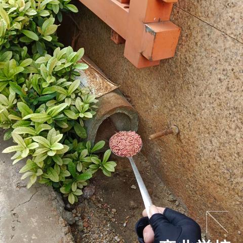 2023年8月21日海南昱科在凤翔街道五岳村委会花卉世界病媒生物防制消杀的工作情况