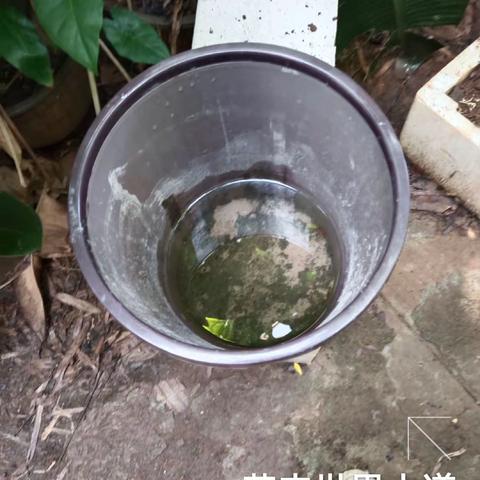 2023年8月22日海南昱科在凤翔街道五岳村委会花卉世界病媒生物防制消杀的工作情况