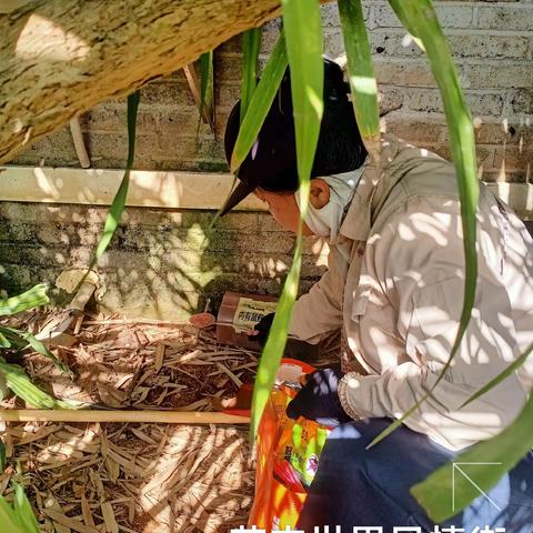 2023年8月28日海南昱科在凤翔街道五岳村委会花卉世界病媒生物防制消杀的工作情况